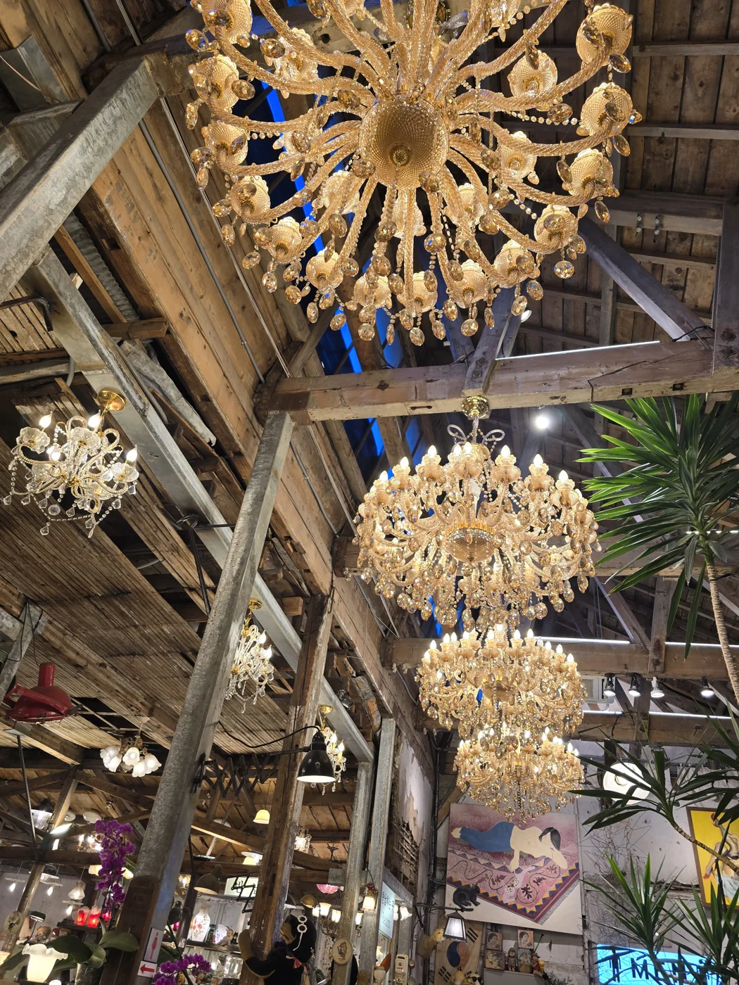 Chandeliers hanging below exposed wooden roof beams